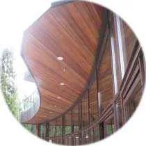 вид ароматического кедра ароматический кедр